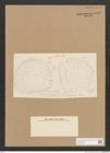 Diatomeae indet. Zeichnungen Sammlung Grunow Nr. 5052 (NHMW-BOT-W0373315)